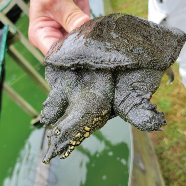 すっぽん 粉末 150g スッポン 愛媛県産 宇和島 滋養強壮 健康食品 スープ 材料 コラーゲン すっぽん100％使用 高タンパク 本格すっぽん料理 3年以上育てた国産すっぽん（※すっぽん商品以外との同時購入不可）