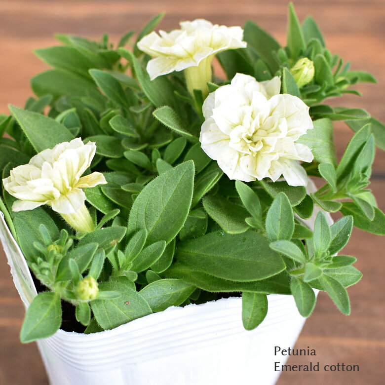 ペチュニア エメラルドコットン 苗 10.5cmポット 3.5号鉢 Petunia Emerald cotton 八重咲きのサムネイル