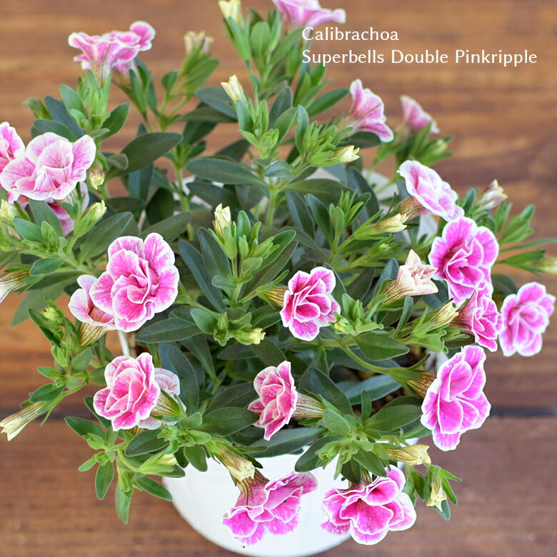 カリブラコア スーパーベル ダブルピンクリップル 苗 10.5cmポット 3.5号鉢 八重咲き Calibrachoa Superbells Double Pinkripple 寄せ植え 花壇 ハンギング プルーブンウィナーズ PW