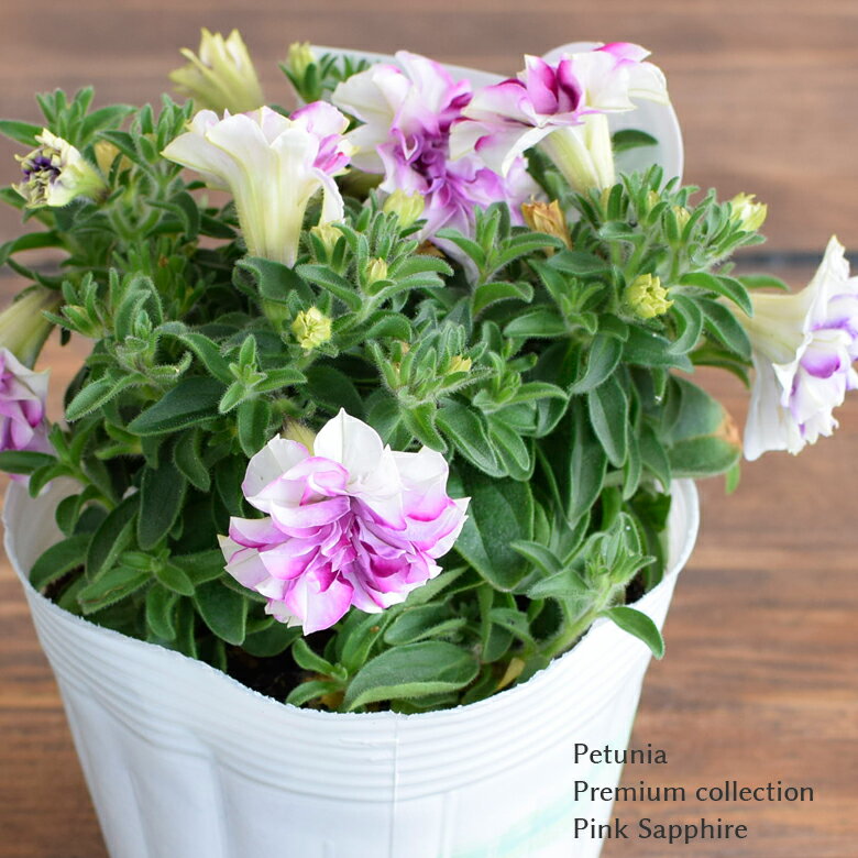 ペチュニア プレミアムコレクション ピンクサファイア 苗 10.5cmポット 八重咲き 3.5号鉢 Petunia Premium collection Pink Sapphire M&B FLORA エム アンド ビー フローラのサムネイル
