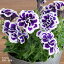 ペチュニア 花衣 藍染 苗 10.5cmポット 八重咲き 3.5号鉢 Petunia はなごろも あいぞめ M&B FLORA エム アンド ビー フローラ