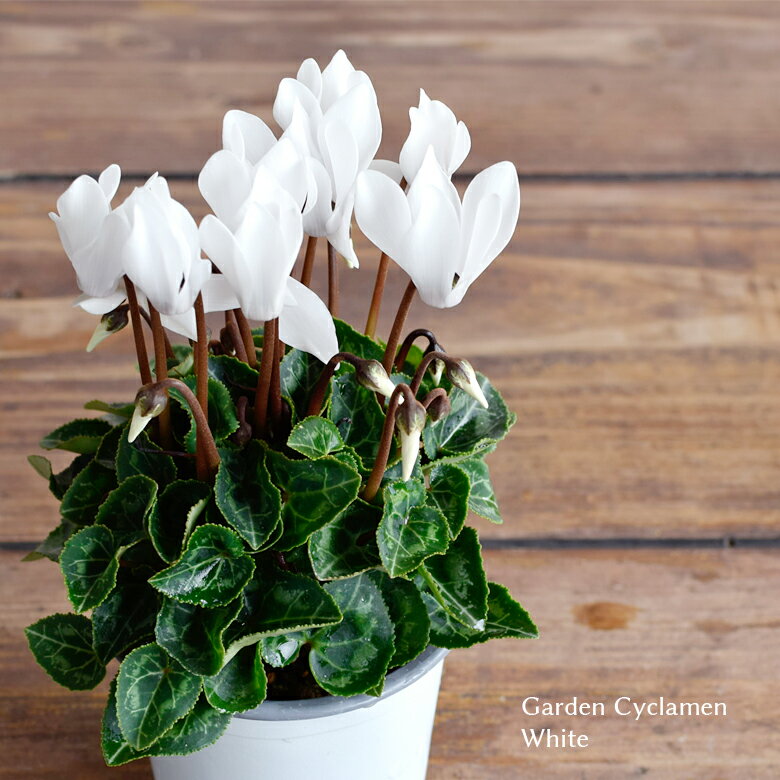 2023初入荷 軽井沢育ちのガーデンシクラメン シングルカラー ホワイト 苗 9cmポット 3号鉢 たけいち農園 庭植え 寄せ植え 鉢植えのサムネイル