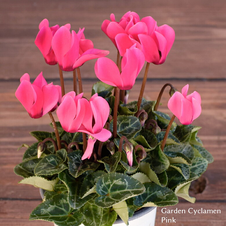 2023初入荷 軽井沢育ちのガーデンシクラメン シングルカラー ピンク 苗 9cmポット 3号鉢 たけいち農園 庭植え 寄せ植え 鉢植えのサムネイル