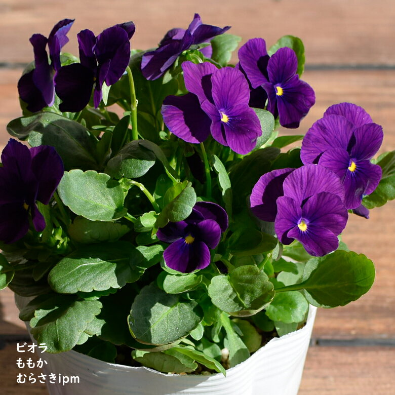 ビオラ ももか むらさきipm 苗 10.5cmポット 3.5号鉢 庭植え 寄せ植え 鉢植え パンジー ビオラ 苗 Violaのサムネイル