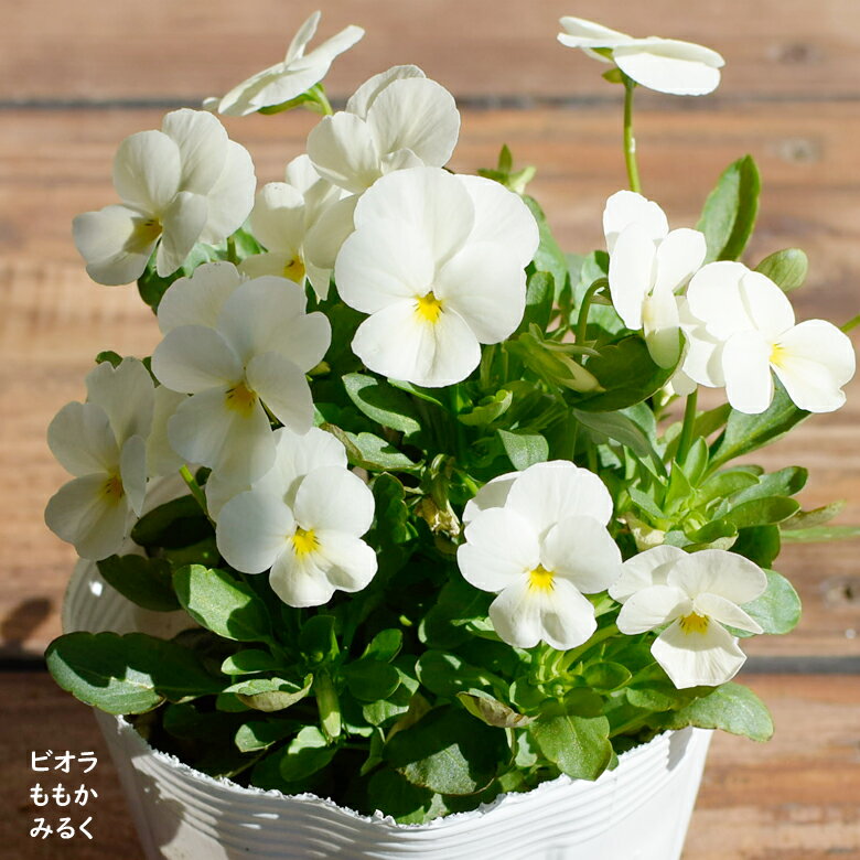 ビオラ ももか みるく 苗 10.5cmポット 3.5号鉢 庭植え 寄せ植え 鉢植え パンジー ビオラ 苗 Violaのサムネイル