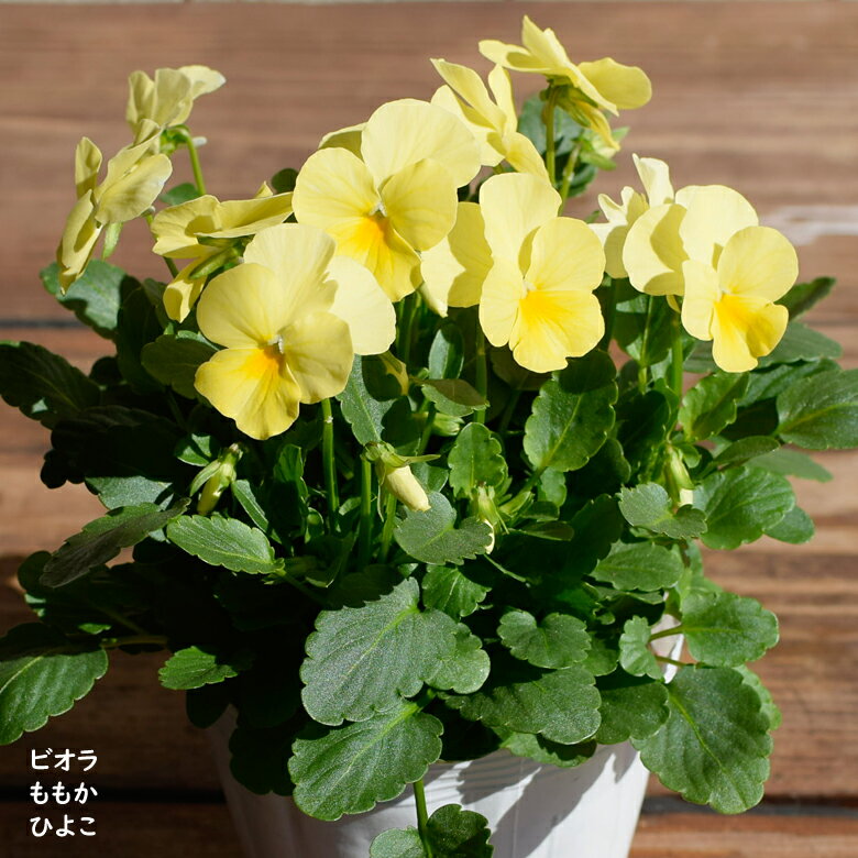 2023初入荷 ビオラ ももか ひよこ 苗 10.5cmポット 3.5号鉢 庭植え 寄せ植え 鉢植え パンジー ビオラ 苗 Violaのサムネイル