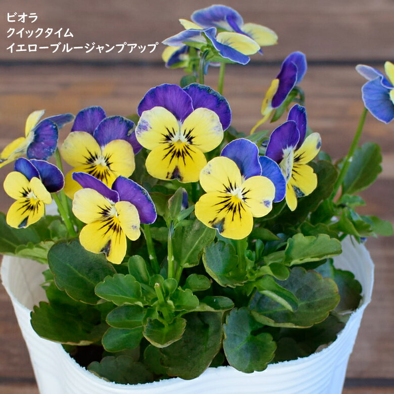 2023初入荷 ビオラ クイックタイム イエローブルージャンプアップ 苗 10.5cmポット 3.5号鉢 庭植え 寄せ植え 鉢植え パンジー ビオラ 苗 Violaのサムネイル