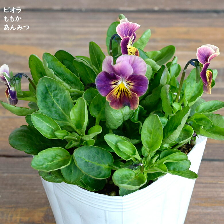 ビオラ ももか あんみつ 苗 10.5cmポット 3.5号鉢 庭植え 寄せ植え 鉢植え パンジー ビオラ 苗 Violaのサムネイル
