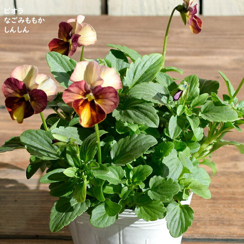 2023初入荷 ビオラ なごみももか しんしん 苗 10.5cmポット 3.5号鉢 庭植え 寄せ植え 鉢植え パンジー ビオラ 苗 Violaのサムネイル