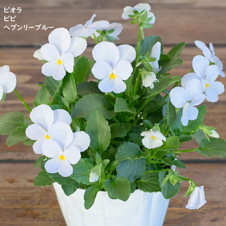 ビオラ ビビ ヘブンリーブルー 苗 10.5cmポット 3.5号鉢 庭植え 寄せ植え 鉢植え パンジー ビオラ 苗 Violaのサムネイル