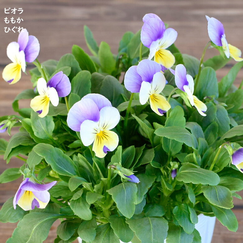 ビオラ ももか ひぐれ 苗 10.5cmポット 3.5号鉢 庭植え 寄せ植え 鉢植え パンジー ビオラ 苗 Violaのサムネイル