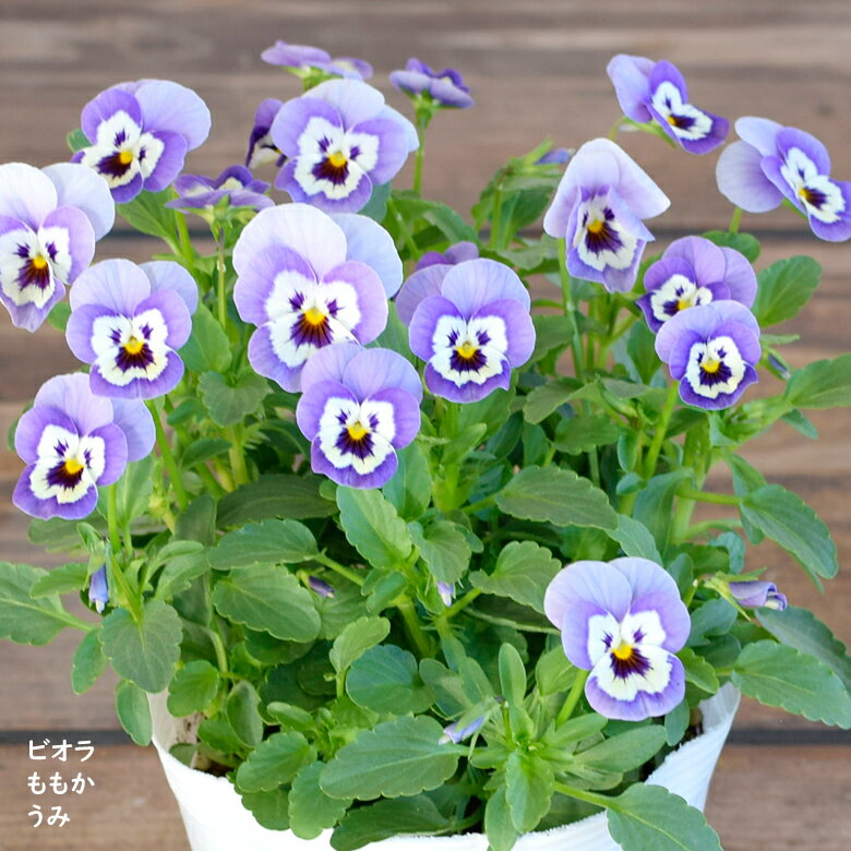 ビオラ ももか うみ 苗 10.5cmポット 3.5号鉢 庭植え 寄せ植え 鉢植え パンジー ビオラ 苗 Violaのサムネイル