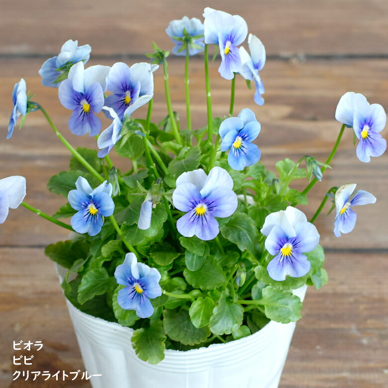 ビオラ ビビ クリアライトブルー 苗 10.5cmポット 3.5号鉢 庭植え 寄せ植え 鉢植え パンジー ビオラ 苗 Violaのサムネイル