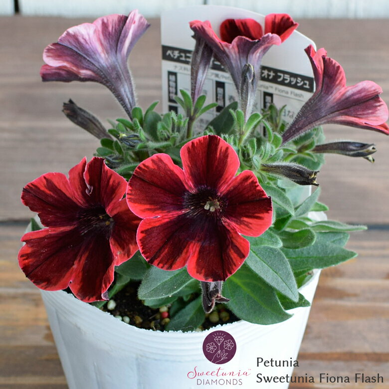 ペチュニア スウィーチュニア フィオナ フラッシュ 苗 10.5cmポット 3.5号鉢 Petunia Sweetunia Fiona Flash デュメンオレンジ DUMMEN ORANGE