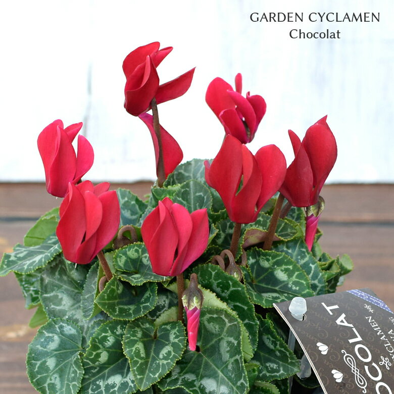 ガーデンシクラメン ショコラ 苗 9cmポット 3号鉢 庭植え 寄せ植え 鉢植えのサムネイル