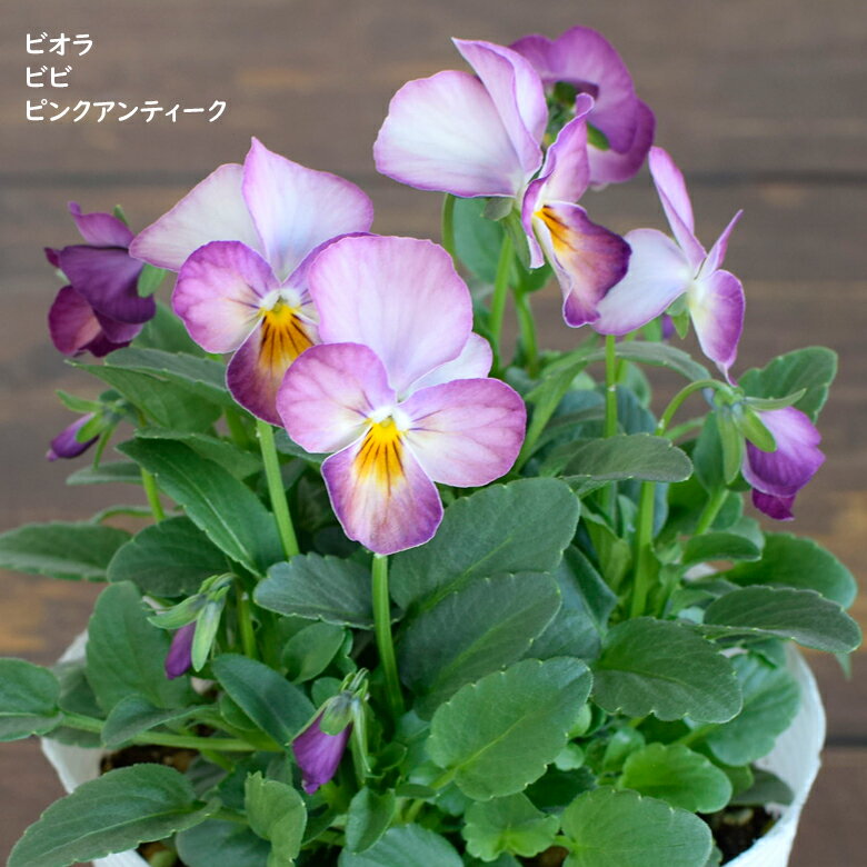 ビオラ ビビ ピンクアンティーク 苗 10.5cmポット 3.5号鉢 庭植え 寄せ植え 鉢植え パンジー ビオラ 苗 Violaのサムネイル