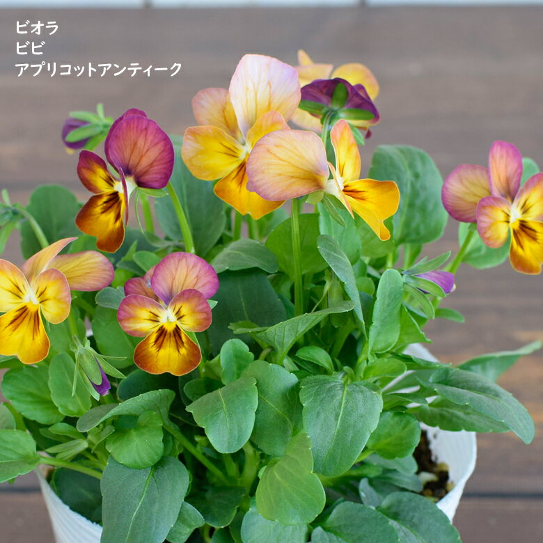 ビオラ ビビ アプリコットアンティーク 苗 10.5cmポット 3.5号鉢 庭植え 寄せ植え 鉢植え パンジー ビオラ 苗 Violaのサムネイル