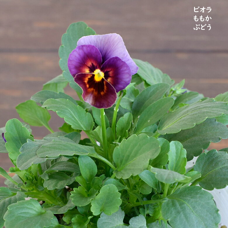 ビオラ ももか ぶどう 苗 10.5cmポット 3.5号鉢 庭植え 寄せ植え 鉢植え パンジー ビオラ 苗 Violaのサムネイル