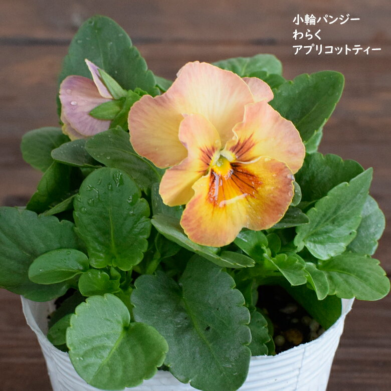 小輪パンジー わらく アプリコットティ 苗 10.5cmポット 3.5号鉢 庭植え 寄せ植え 鉢植え パンジー ビオラ 苗 pansyのサムネイル