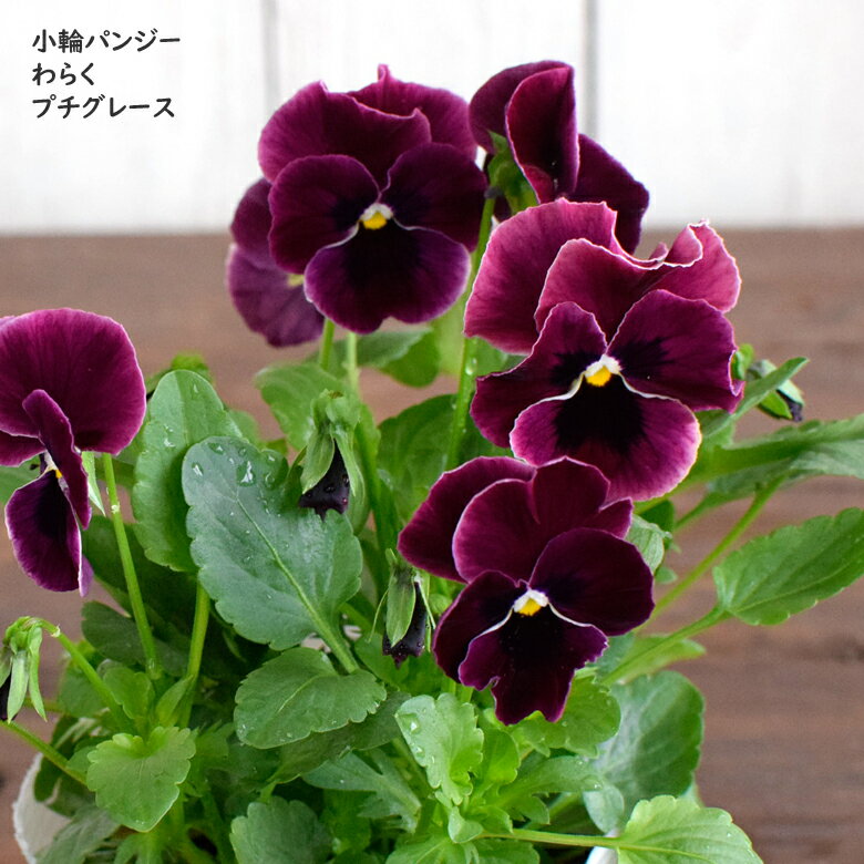 2023初入荷 小輪パンジー わらく プチグレース 苗 10.5cmポット 3.5号鉢 庭植え 寄せ植え 鉢植え パンジー ビオラ 苗 pansyのサムネイル