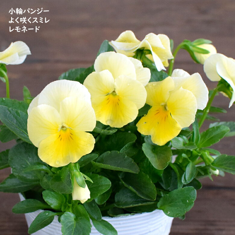小輪パンジー よく咲くスミレ レモネード 苗 10.5cmポット 3.5号鉢 庭植え 寄せ植え 鉢植え パンジー ビオラ 苗 pansyのサムネイル