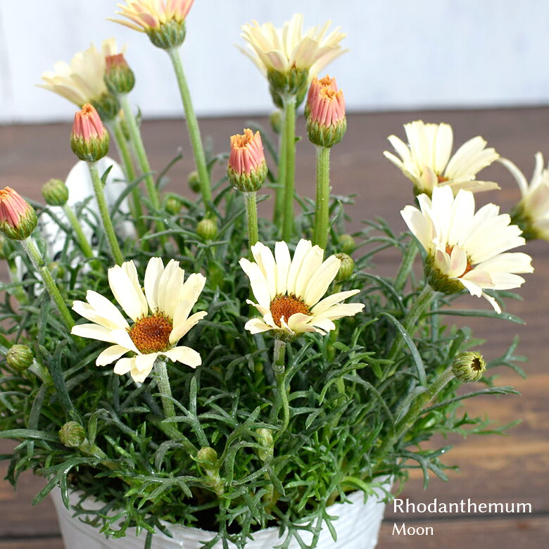 ローダンセマム 苗 ムーン 10.5cmポット 3.5号鉢 寄せ植え Rhodanthemum M&B FLORA