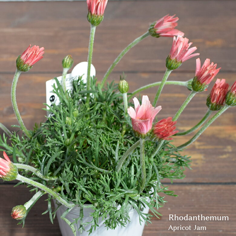 ローダンセマム 苗 アプリコットジャム 10.5cmポット 3.5号鉢 寄せ植え Rhodanthemum M&B FLORA