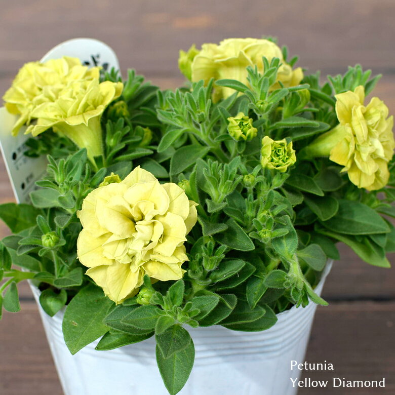 ペチュニア イエローダイアモンド 苗 10.5cmポット 3.5号鉢 Petunia Yellow Diamond 八重咲き M&B FLORA