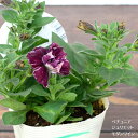 y`jA WGbg _C c 10.5cm|bg 3.5 Petunia Juliet modern wine d炫