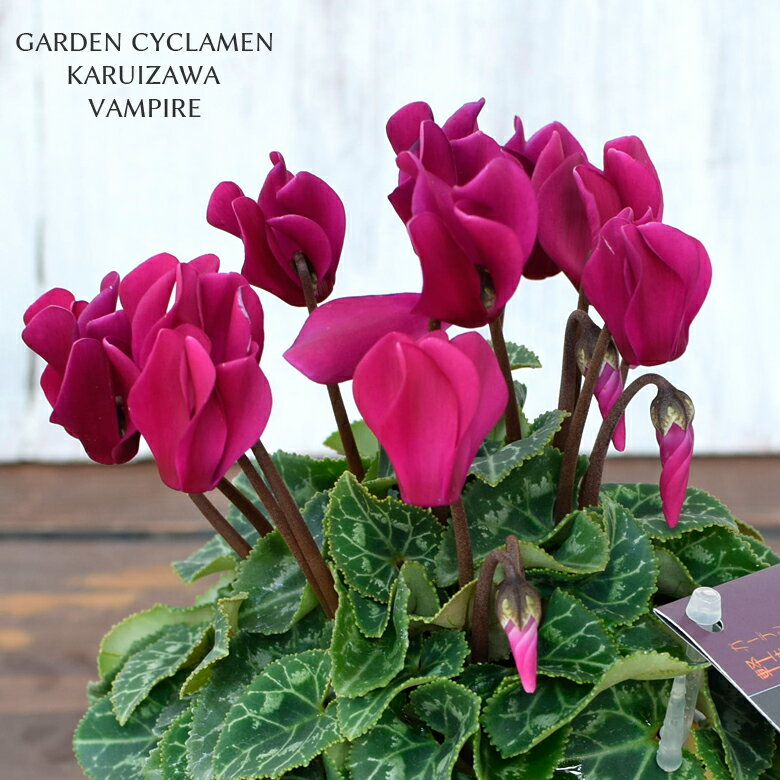 2023初入荷 軽井沢育ちのガーデンシクラメン ヴァンパイア 苗 9cmポット 3号鉢 たけいち農園 庭植え 寄せ植え 鉢植えのサムネイル
