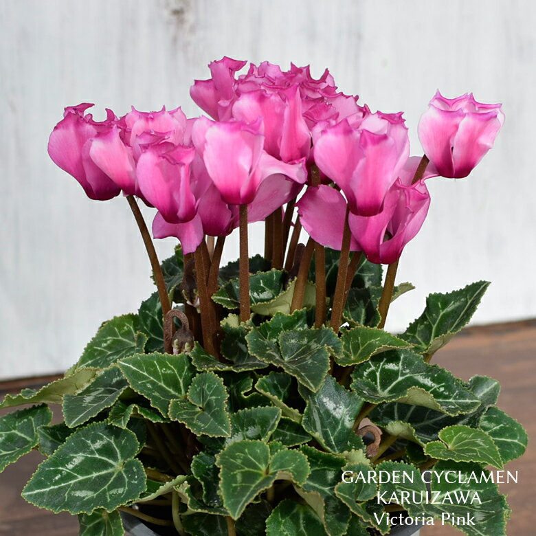 2023初入荷 軽井沢育ちのガーデンシクラメン ビクトリア ピンク 苗 9cmロングポット 3号鉢 たけいち農園 庭植え 寄せ植え 鉢植えのサムネイル