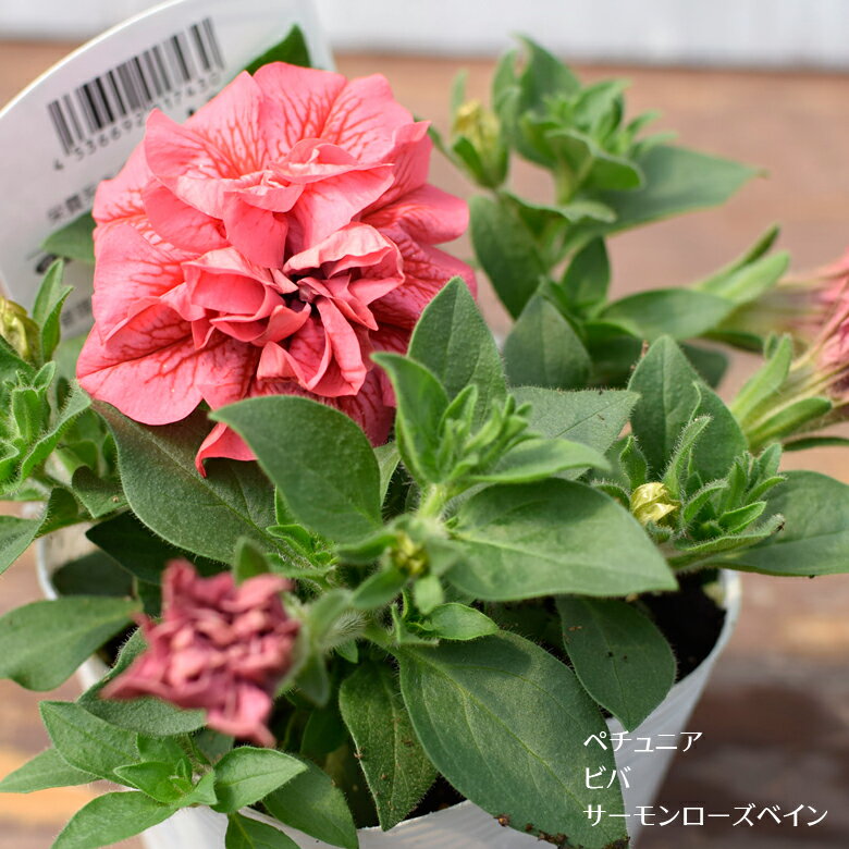 ペチュニア ビバシリーズ サーモンローズベイン 苗 10.5cmポット 八重咲き 3.5号鉢 Petunia Viva HIJフジフローラのサムネイル