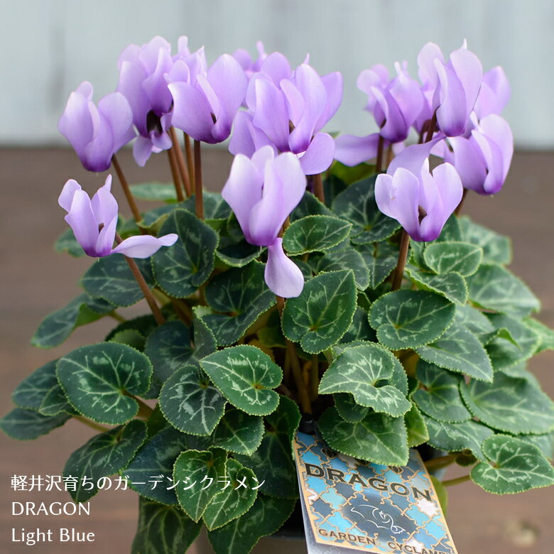 軽井沢育ちのガーデンシクラメン ドラゴン ライトブルー 苗 9cmロングポット 3号鉢 たけいち農園 庭植え 寄せ植え 鉢植えのサムネイル
