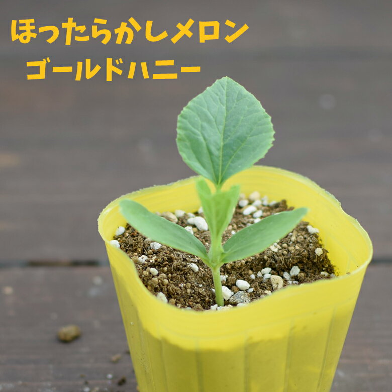 エムソンほったらかしメロンゴールド...