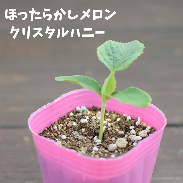 エムソンほったらかしメロンクリスタ...