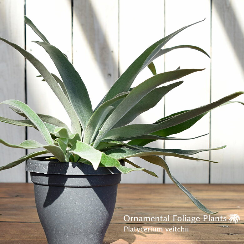 観葉植物 ビカクシダ コウモリラン ビーチー プラティケリウム 吊り下げ ヴィーチー 12cmポット 4号鉢 Platycerium veitchii 室内観葉 送料無料のサムネイル
