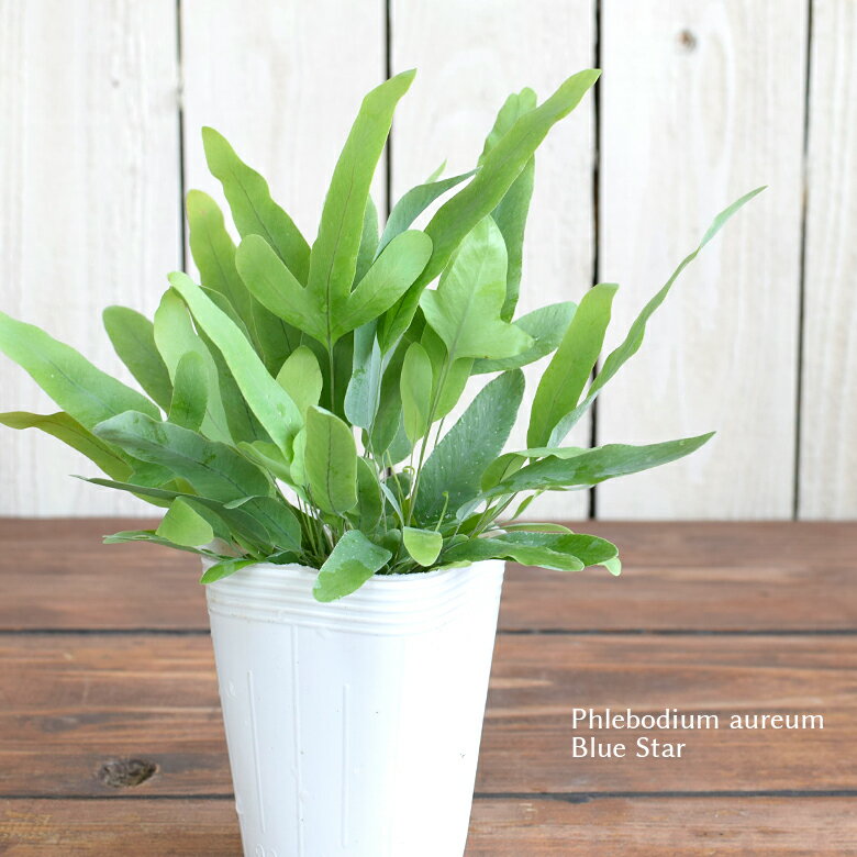 観葉植物 フレボディウム アウレウム ブルースター 9cmポット 3号鉢 Phlebodium aureum Blue Star 室内観葉 シダ おしゃれ ビトロプラス vitro plus