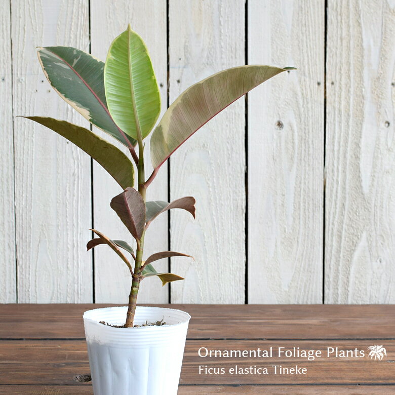 観葉植物 フィカス ティネケ 苗 10.5cmポット 3.5号鉢 Ficus elastica Tineke インドゴムノキ ゴムの木 斑入りのサムネイル