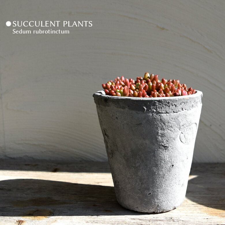 多肉植物 セダム 虹の玉 7.5cmポット 多肉 2.5号鉢 Sedum rubrotinctum 室内観葉のサムネイル