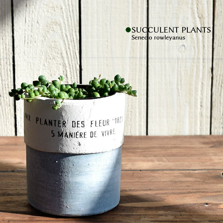 多肉植物 グリーンネックレス 9cmポット 多肉 3号鉢 Senecio rowleyanus 室内観葉のサムネイル