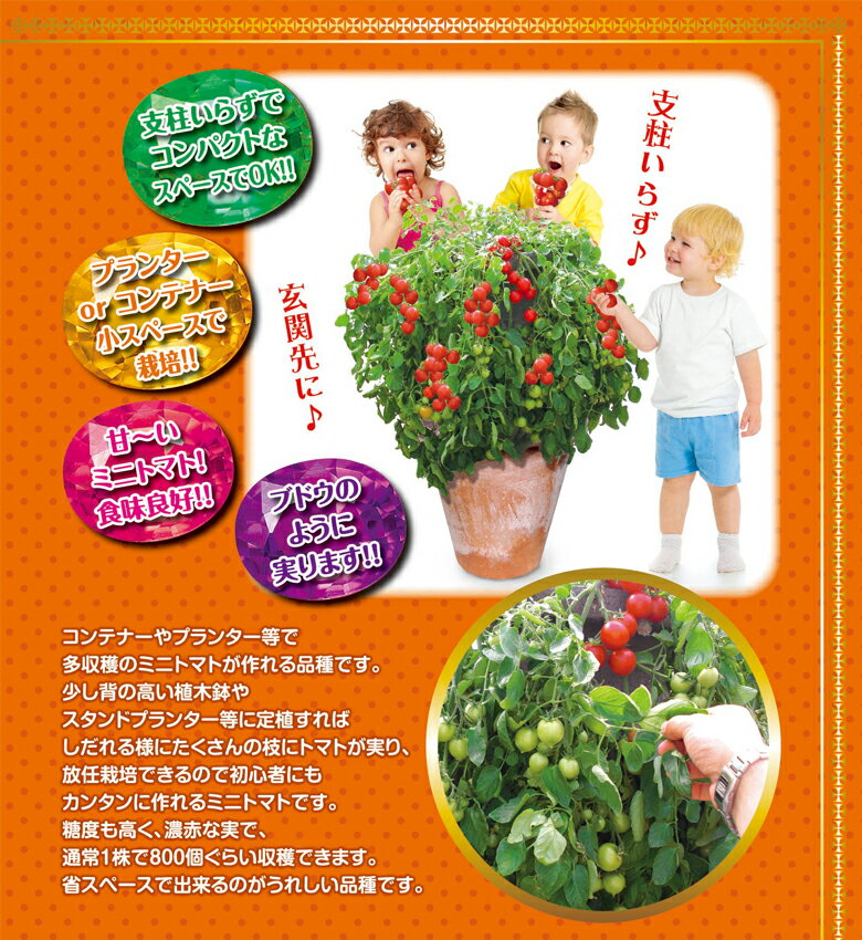 ���ॽ�� �����ʤ� �ȥޥ��粦 ����� 9cm�ݥå� 3��ȭ �ȥޥ� ��ñ �ڡ� ¿���� mson