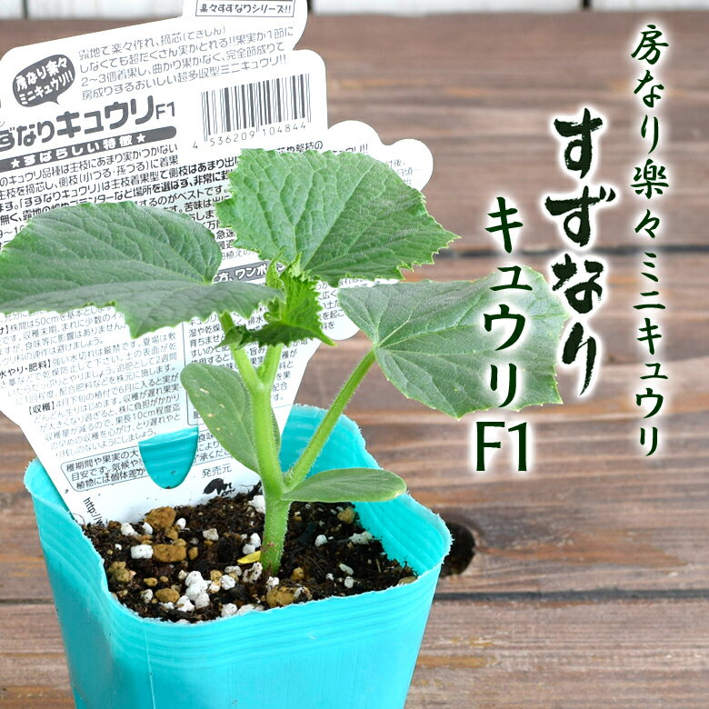 エムソン すずなり キュウリ F1 野菜苗 9cmポット 3号鉢 簡単 楽々 房なり きゅうり ミニキュウリ msonのサムネイル