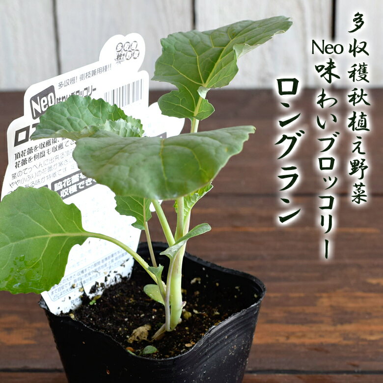 Spring Vegetables - エムソン Neo味わいブロッコリー ロングラン 野菜苗 9cmポット 3号鉢 秋植え 多収穫