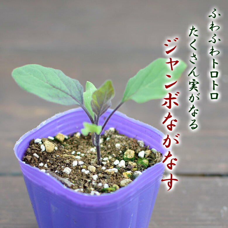 エムソン ふわふわトロトロ ジャンボながなす 野菜苗 9cmポット 3号鉢 長ナス なすび mson