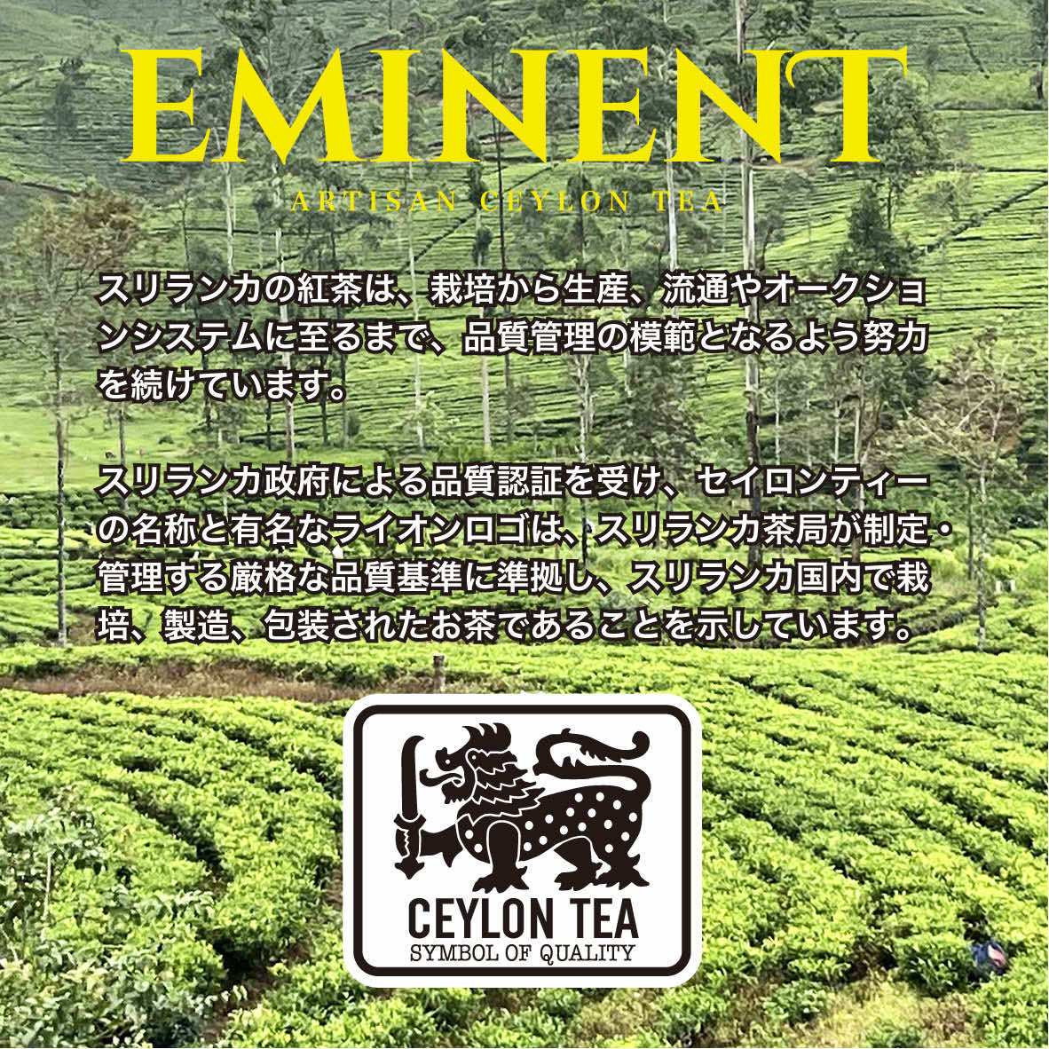 紅茶 セイロン ウバ BOP リーフ 茶葉 缶...の紹介画像3