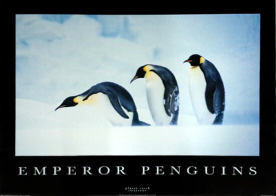ペンギン　ポスター【PE-1025】