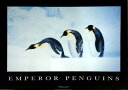 ペンギン ポスター【PE-1025】