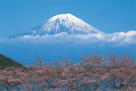 富士山/桜　ポスター【TX-1831】
