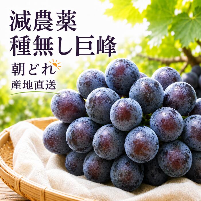 楽天市場】巨峰 3kgの通販