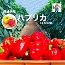 茨城県鉾田市産 パプリカ 赤黄 農家直送 肉厚 土耕栽培 国産